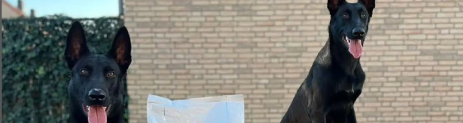 Two dogs with Cake Dog Food