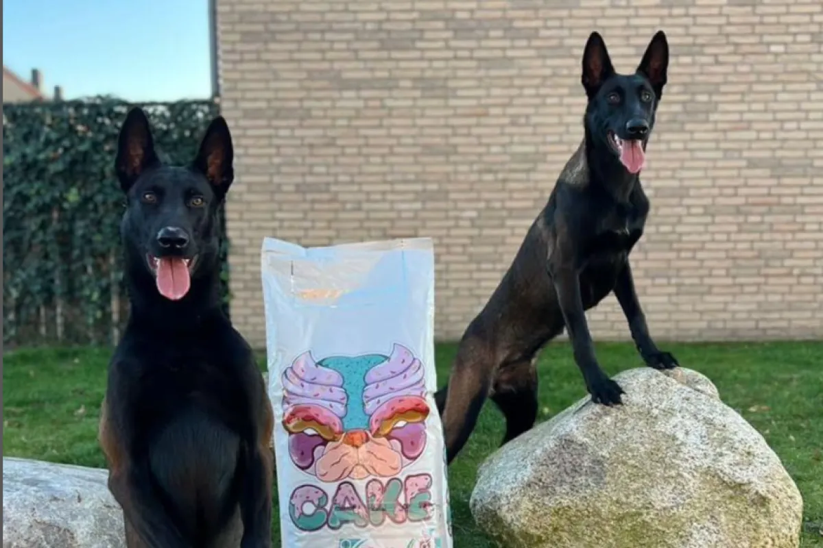 Two dogs with Cake Dog Food