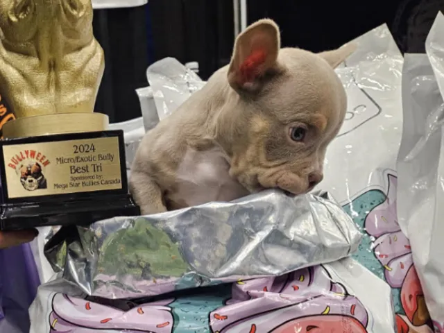 bullyween pup in cake bag with trophy